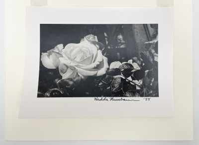 Hedda Nussbaum - Untitled (Rose)