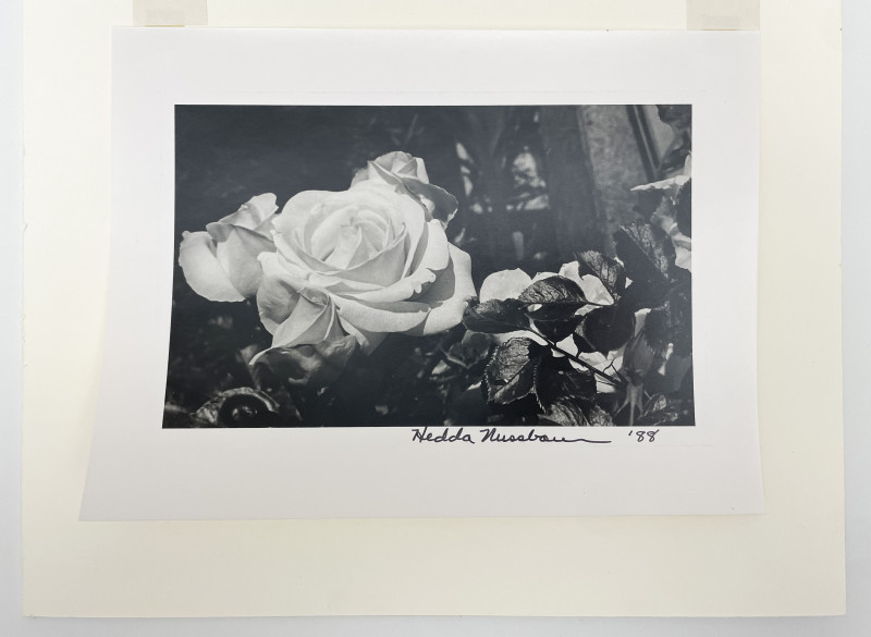 Hedda Nussbaum - Untitled (Rose)