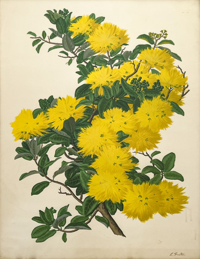 Image for Lot Lloyd Sexton, Jr. - Untitled (Yellow Flowers)