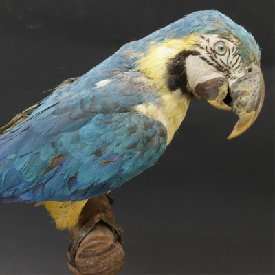 Image for Lot Blue and Yellow Macaw Parrot Taxidermy