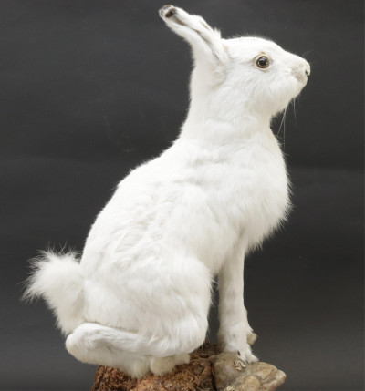 Image for Lot Arctic Hare Taxidermy