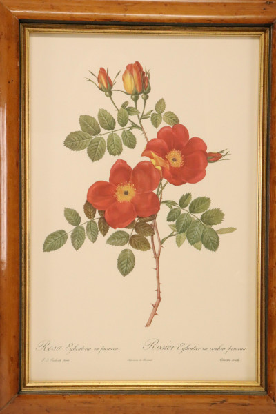Image 2 of lot 2 Redoute Botanicals, 1 L Watts