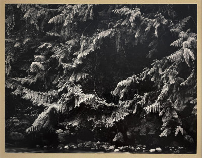 Title Ansel Adams - Alaskan Cedars, Cascades, Washington / Artist