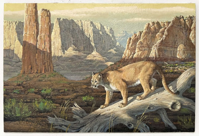 Marcel Bordei - Untitled (Mountain Lion)