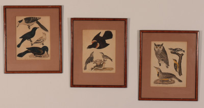 Image for Lot Three A. Wilson / A. Lawson Ornithological Prints