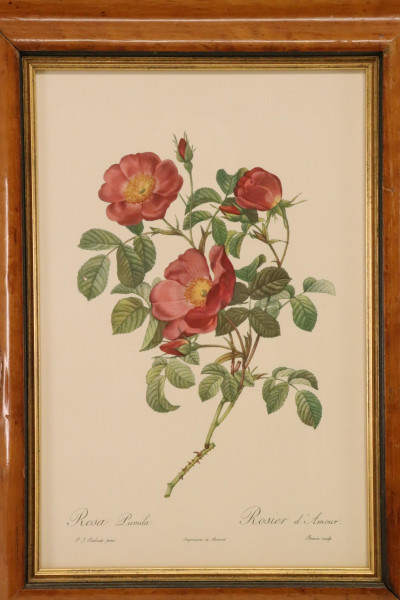 Image 3 of lot 2 Redoute Botanicals, 1 L Watts