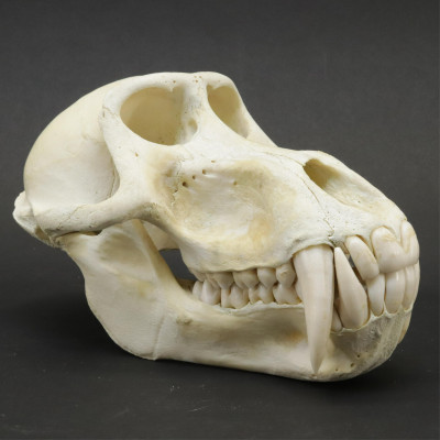 Image for Lot Male Baboon Skull