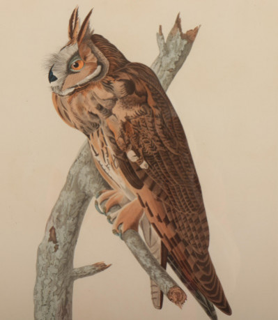 Image for Lot John J. Audubon, Long Eared Owl,color engraving
