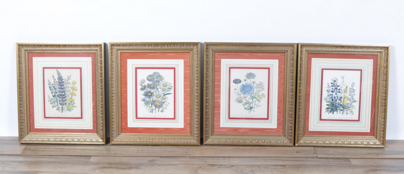 Image 1 of lot 4 Day  Hague botanical color lithographs