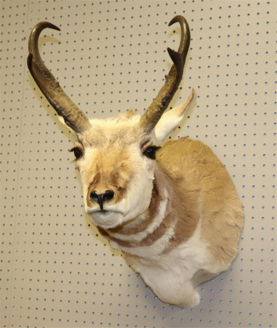 Image for Lot Taxidermy Pronghorn Head