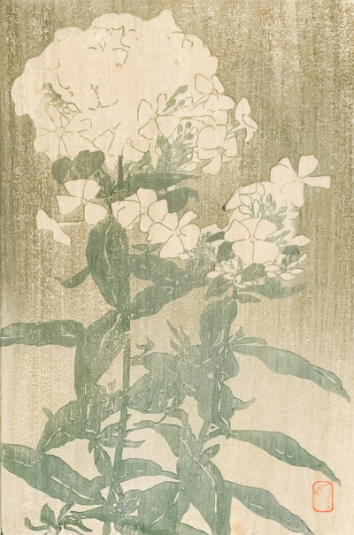 Title Edna Boies Hopkins - Phlox (White Hydrangea) / Artist