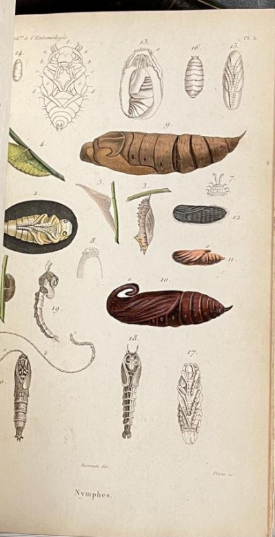 Image 6 of lot [NAT. HIST.] Introduction a l&apos;entomologie 2vol 1834-8