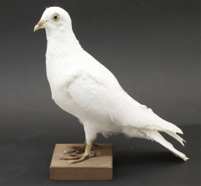 Image for Lot White Dove Taxidermy