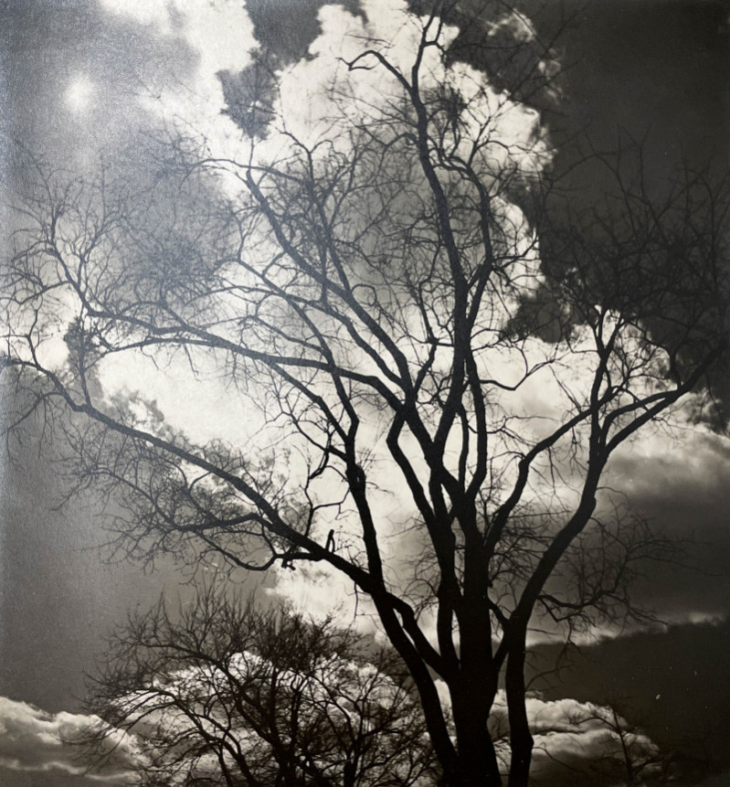 possibly Alfred Stieglitz (1864-1946) - Untitled (Tree in Winter)