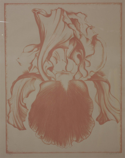 Image for Lot Lowell Nesbitt - Iris (Soft Rose) c 1971 Print