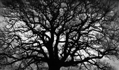 Robert Longo - Untitled (Tree)