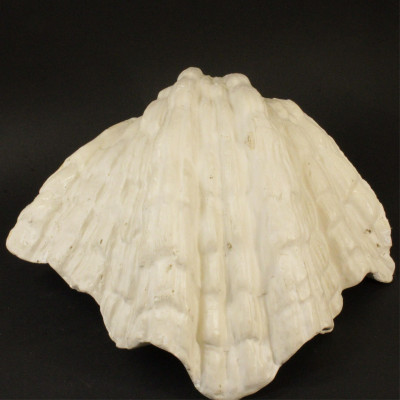 Image for Lot Serge Roche Style Plaster ShellForm Wall Light