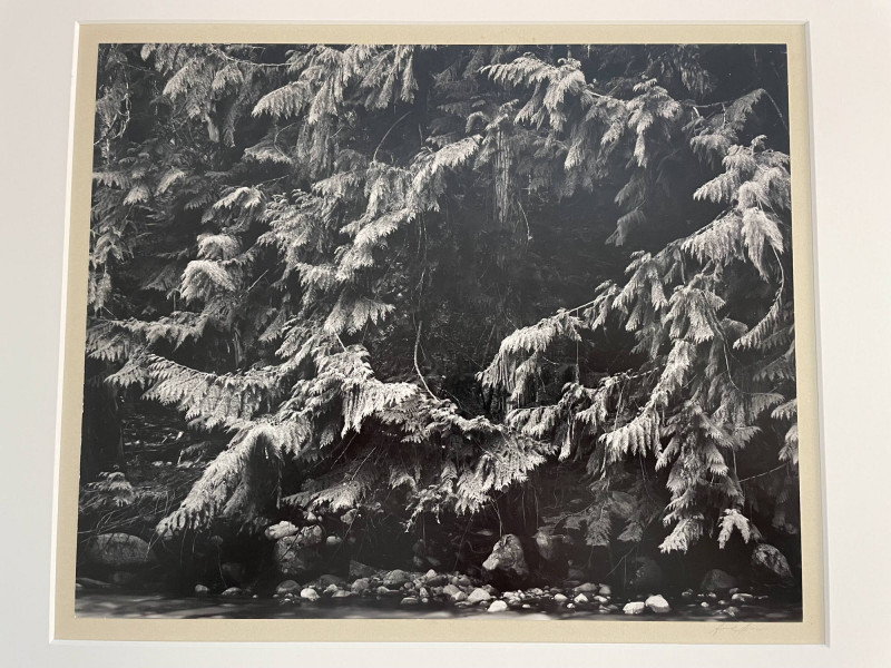 Ansel Adams - Alaskan Cedars, Cascades, Washington
