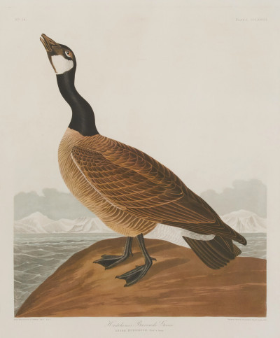 after John James Audubon - Hutchins's Barnacle Goose