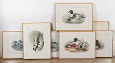 Image for Lot 7 Water Fowl Engravings - After Gould & Richter