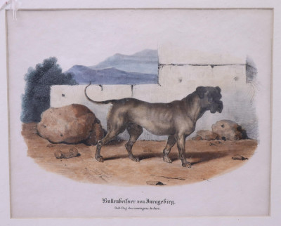 Image 5 of lot 4 Colored Engravings; Bourdin 1842 Birds Bulldog