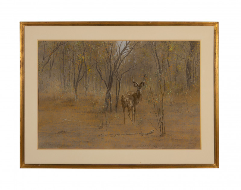 Image 1 of lot Kim Donaldson – Young Kudu Bull