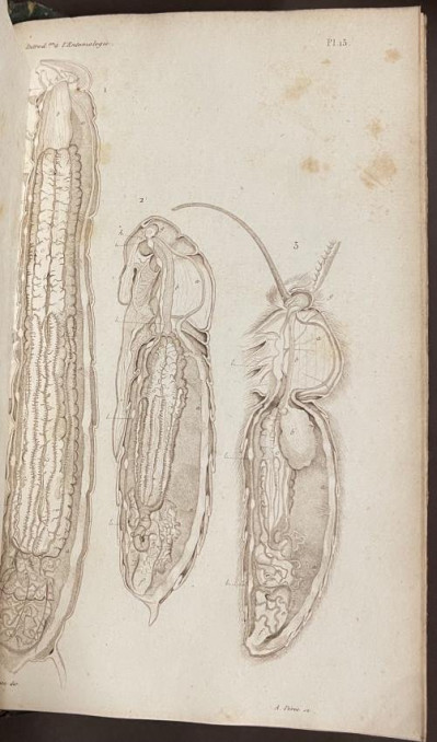 Image 7 of lot [NAT. HIST.] Introduction a l&apos;entomologie 2vol 1834-8
