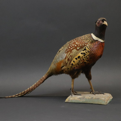 Image for Lot Common Pheasant Taxidermy