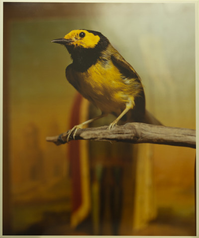 Title Andres Serrano - Hooded Warbler II (2000) / Artist