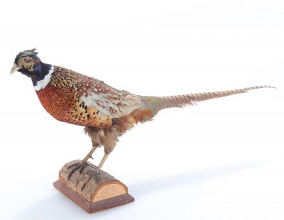 Image for Lot Ringneck Pheasant Full Body Taxidermy