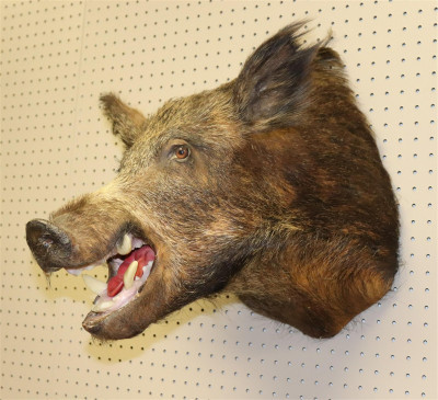 Title Taxidermy Boar Head / Artist