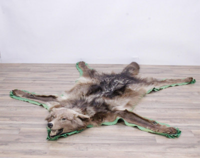 Image for Lot Montana Wolf Taxidermy Rug