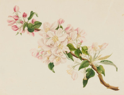 English School - Cherry Blossoms