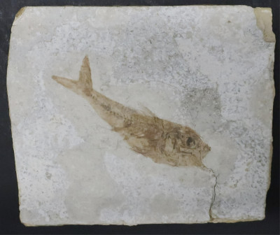 Image for Lot Fossil of Fish, limestone