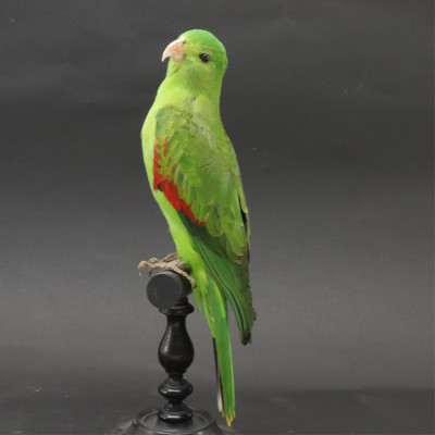 Image for Lot RedWinged Parrot Taxidermy