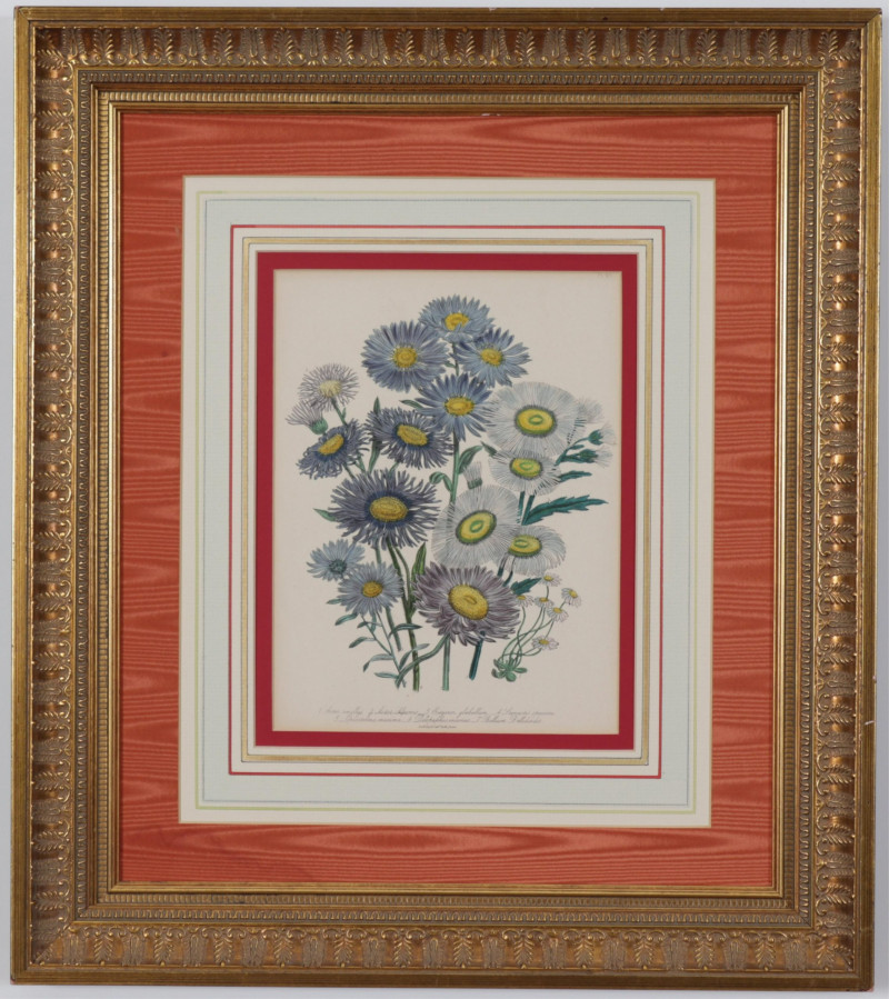Image 4 of lot 4 Day  Hague botanical color lithographs