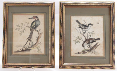 Pair Aviary Study Prints, after George Edwards