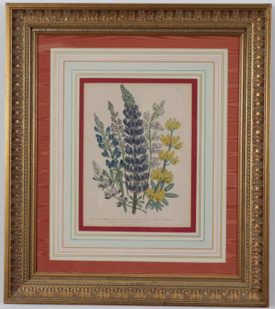 Image 5 of lot 4 Day  Hague botanical color lithographs