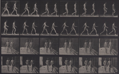 Image for Lot Eadweard Muybridge - Animal Locomotion: Plate 12