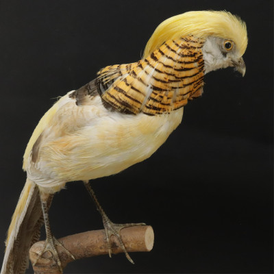 Image for Lot Yellow Golden Pheasant Taxidermy