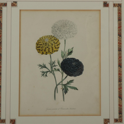6 Botanical Prints by Day  Haghe 2