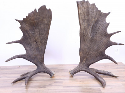 Image for Lot Pair of Moose Antlers