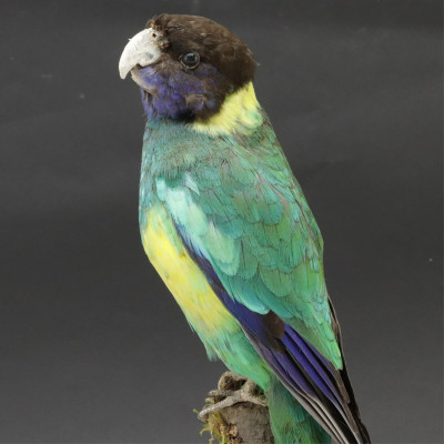 Image for Lot Australian Ringneck Parrot Taxidermy