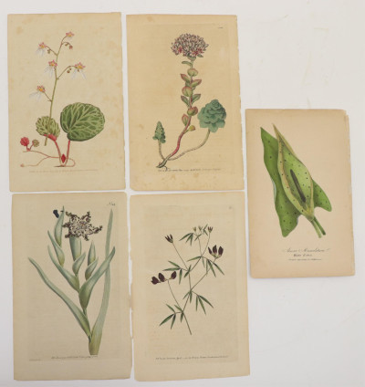 Image 2 of lot 18th19th C Botanical and Nautical prints