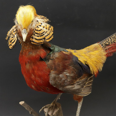 Image for Lot Red Golden Pheasant Taxidermy