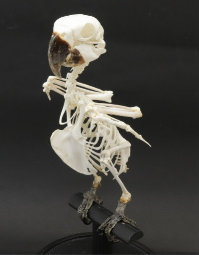 Image for Lot Parrot Skeleton