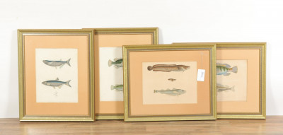 Image for Lot 4 Colored Engravings of Fish Bourdin 1842