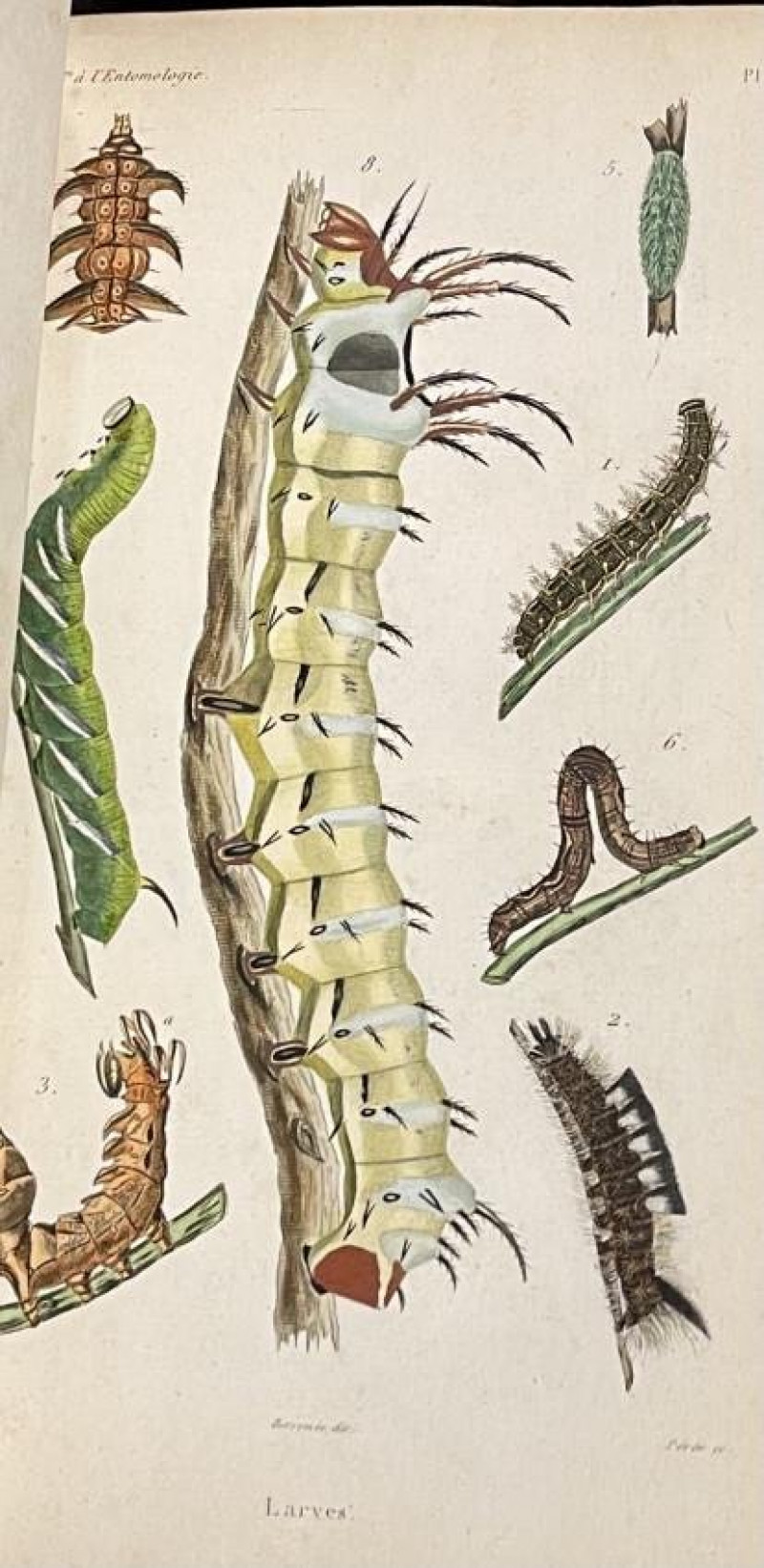 Image 4 of lot [NAT. HIST.] Introduction a l&apos;entomologie 2vol 1834-8