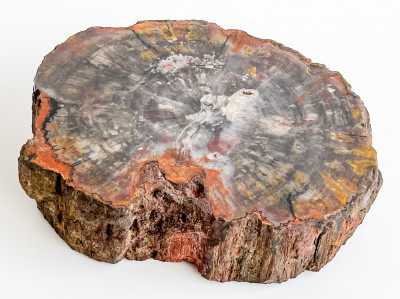 Image for Lot Petrified Wood Slab Specimen