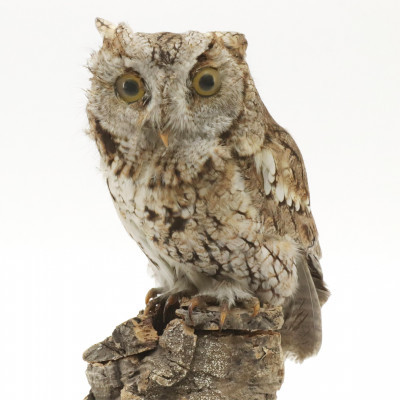 Image for Lot Western Screech Owl Taxidermy